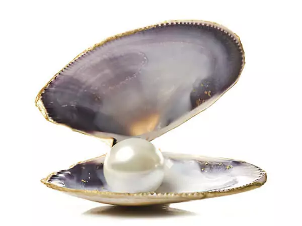 Photo of a natural pearl within an oyster shell.